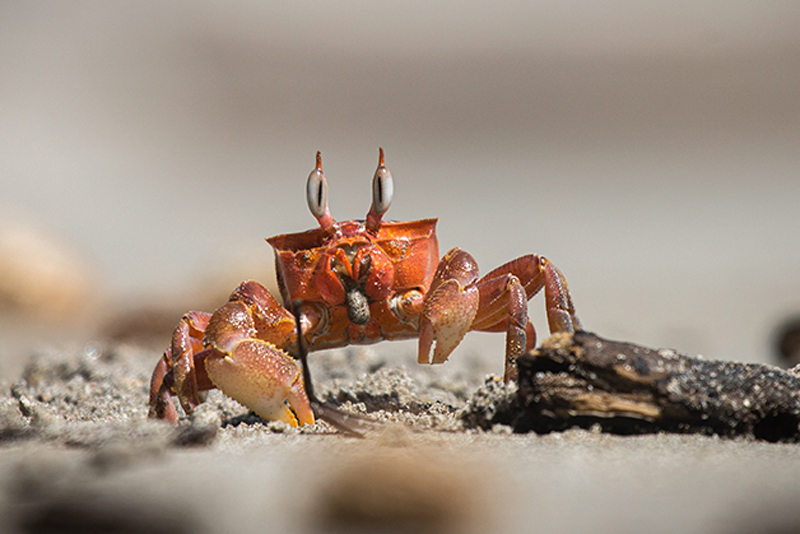 cangrejo parque nacional manuel antonio
