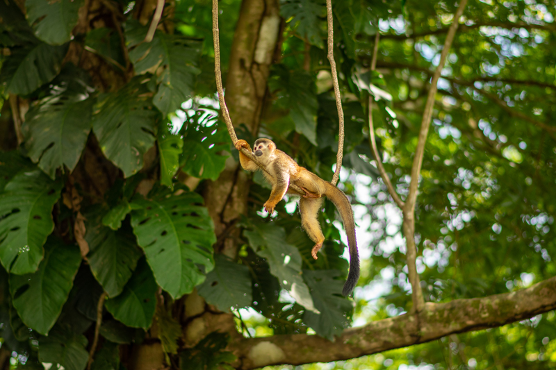 mono titi parque nacional manuel antonio