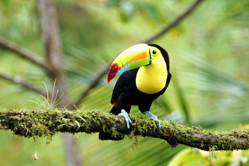 tucan parque nacional manuel antonio